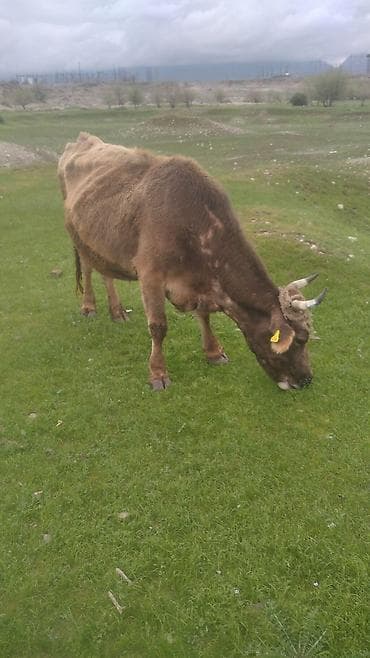 продам сельхоз животных: Продаю | Корова (самка) | Для разведения — 1