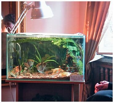 водоросли для аквариума купить: Приму в дар: аквариум (можно с небольшой трещиной), экзотических — 1