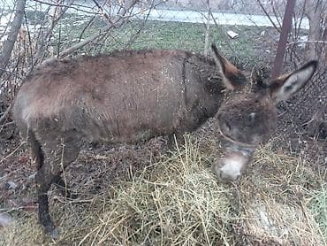 ишак осёл: Ослы, пара. - Порода: домашние ослы, компактного роста. - Окрас — 4