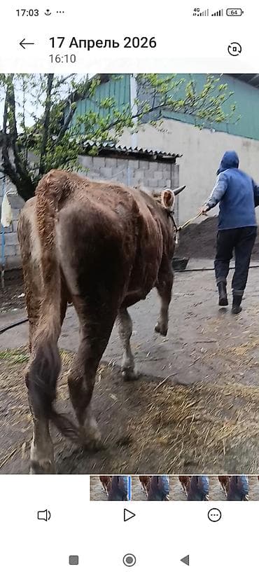 кара джигач: Продаю | Бык (самец) | На откорм | Привязанные — 6