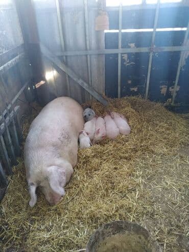 декоративные животные: Продаю | Поросенок | Крупная белая | На забой | Матка — 1