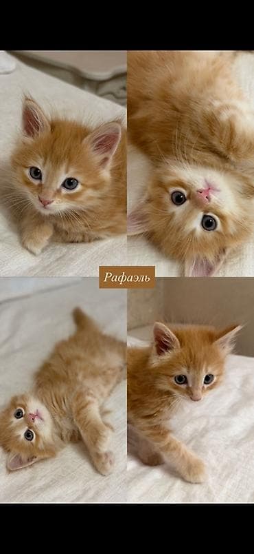 кошка мейкун: Мейн-кун, 1 месяц, Мальчик, Рыжий — 1