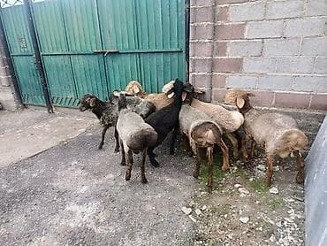 кой кана: Продаю | Баран (самец) | Для разведения | Ярка — 3