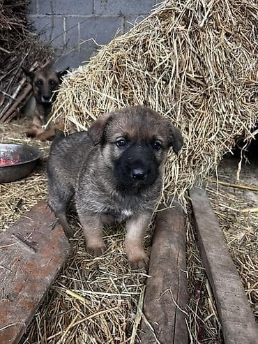 сх животные и товары: 2 месяца, Самец — 2