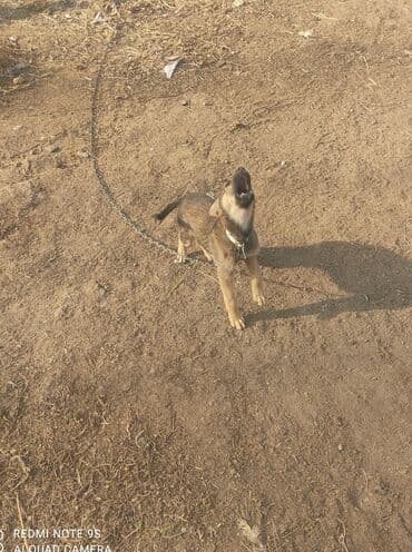 сколько стоит щенок курцхаара: Дворняжка, 3 месяца, Самка, С прививкой — 3