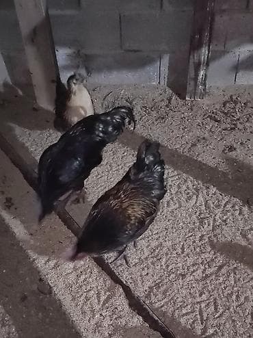 цесарка купить: Продаю курей и петушков (лакенданзи и аям цемани) чёрное мясо чёрные — 3