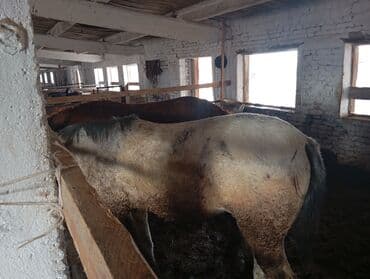 декларативный кролик: Продаю | Конь (самец) | На забой — 3