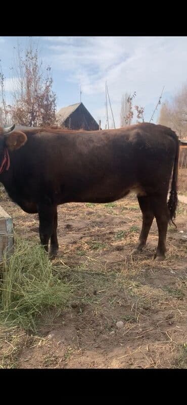 за сколько дней до отела корова наливает вымя: Продаю | Корова (самка) | Полукровка | Для молока | Нетель — 3