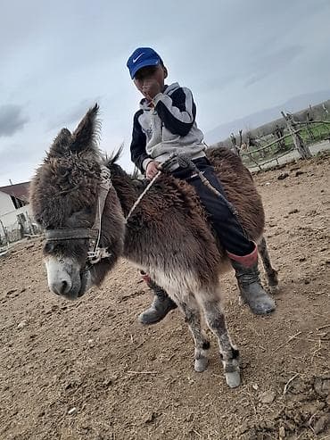 в связи с переездом отдам попугая жако в добрые руки: Эшек сатылат, аябай тын кулук тот ташка бышкан эшек суу ташыйт с150 кг — 1