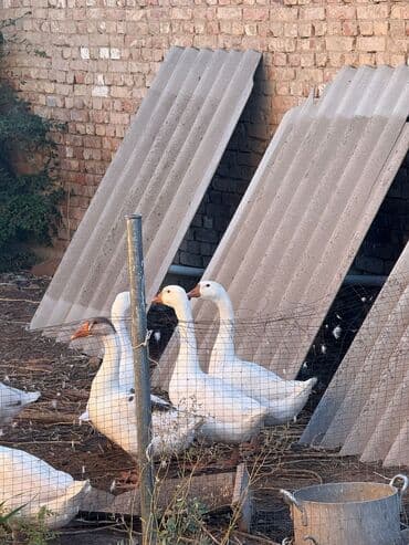 сколько стоит кролик домашний: Домашние гуси, белые, крупные, стадо. Описание: - Порода Линда 6 — 5