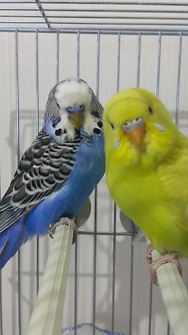 попугай куплю: Куплю пару попугаев в добрые руки. Обязательно: один желтый, второй — 1