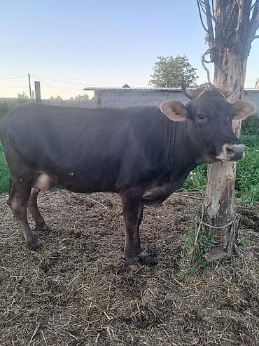 алабай кучуктор: Продаю | Корова (самка) | Алатауская | Для молока — 1