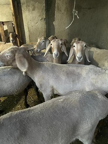 степке алмашам: Сатам | Козу | Арашан | Көбөйтүү үчүн — 2