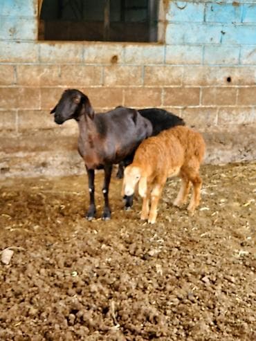 chi su: Продаю | Овца (самка) | Арашан | Для разведения | Матка — 2