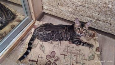 купить породистых котят: Шикарные бенгальские котята 3-4мес. Лучший подарок для любящего — 9