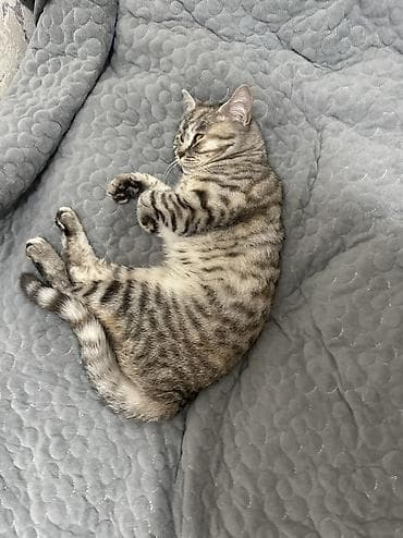 все для кошек: Скотиш Страйт (Шотландская прямоухая), 8 месяцев, Девочка, Приучена к лотку — 6