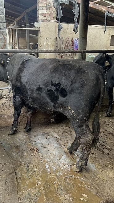 телка голштин: Продаю | Бык (самец) | На откорм | Привязанные — 5