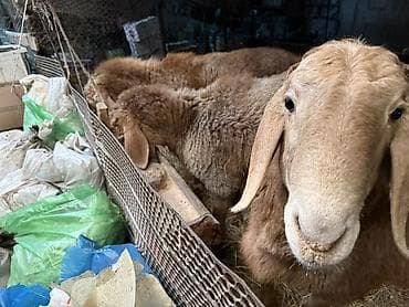 лиман браун: Продаю | Баран (самец) | Для разведения | Осеменитель — 9