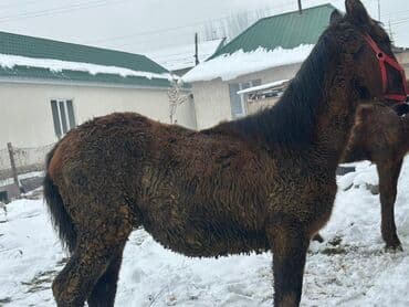Продаю | Жеребенок | Для разведения at lalafo.kg Продаю | Жеребенок | Для разведения