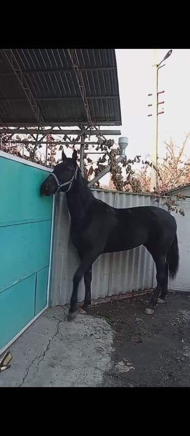 Грызуны: Продаю | Кобыла (самка) | Конный спорт — 3