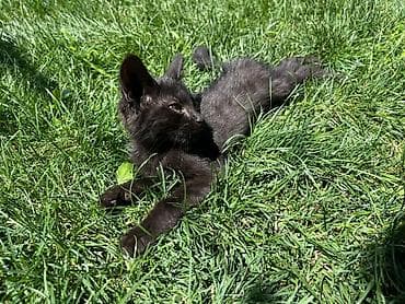 аат: Найдёныш! 🐱 Вечером подобрали на оживленной трассе, побоялись, что — 5