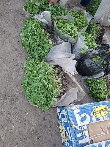 малина алабыз: Жашылча көчөт — 2