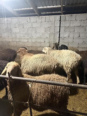 С/х животные и товары: Продаю | Овца (самка), Баран (самец) | Гиссарская, Эдильбаевская | Для разведения | Матка — 3