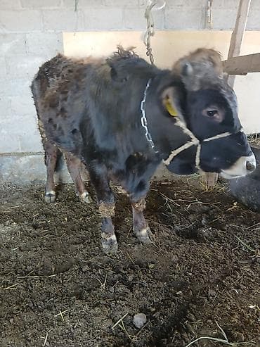 карова с теленком: Продаю | Корова (самка) | Алатауская, Швицкая | Для молока | После отела — 1