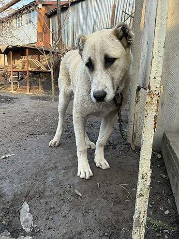 Алабай, 1 год, Самец, С прививкой