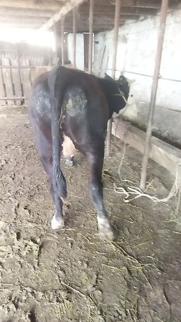 обезьяна живой: Продаю | Тёлка | На откорм | Не стельные — 5