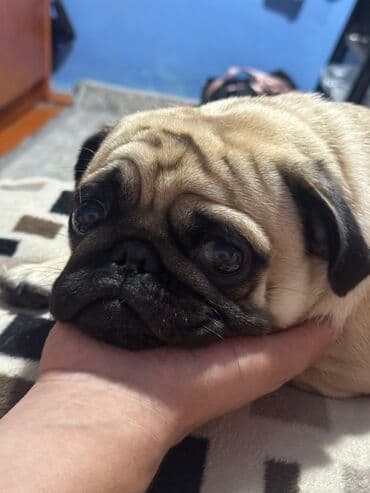 цена французский бульдог: Мопс, 1 год, Самец, С прививкой — 2