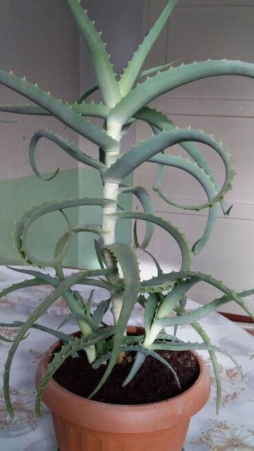 полистроль блоки цена бишкек: Алоэ двухлетние, трёхлетние. Цена от 200 сом. Пишите на Ватсап. Здесь — 3