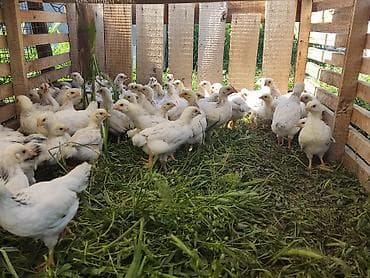 Продаю | Цыплята | Для разведения at lalafo.kg Продаю | Цыплята | Для разведения