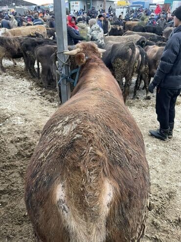 куда можно отдать кошку в бишкеке: Продаю | Бык (самец) | На откорм | Племенные — 3