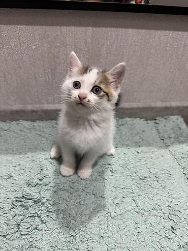 d cat: Ищем дом котяткам🥰 Возраст 1,5 месяца (3 июля родились) К лотку — 1