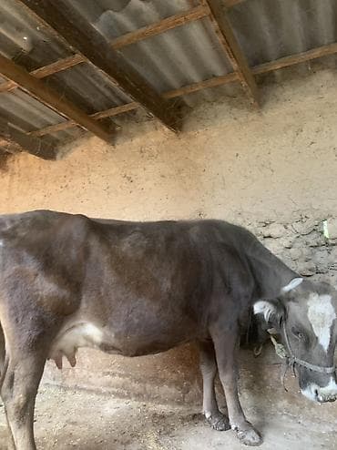 Животные: Продаю | Корова (самка) | Для молока | Привязанные — 2