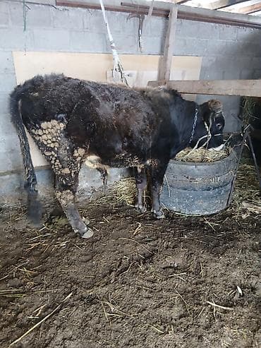 корова с теленкам: Продаю | Корова (самка) | Алатауская, Швицкая | Для молока | После отела — 1