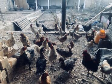 аквариум корпус: Куры петушки молодые есть годовалые Продам срочно токмак пишите — 1