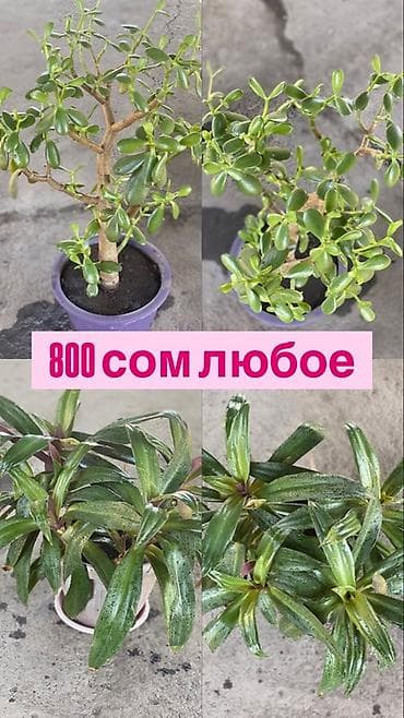 Комнатные растения в горшках. Варианты: - Денежное дерево at lalafo.kg Комнатные растения в горшках. Варианты: - Денежное дерево