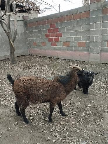 Продам с/х животных: Продаю | Коза (самка) | Полукровка | На забой | Племенные — 1