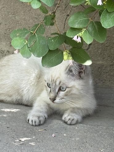 Мышыктар сатылат: 3 айлык, Эркек, Ак, Лотокко барууга үйрөтүлгөн — 1