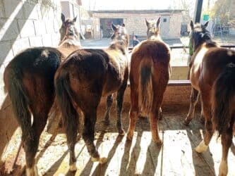 сколько стоит английский бульдог: Продаю | Жеребенок | Кара Жорго | Для разведения | Племенные — 4