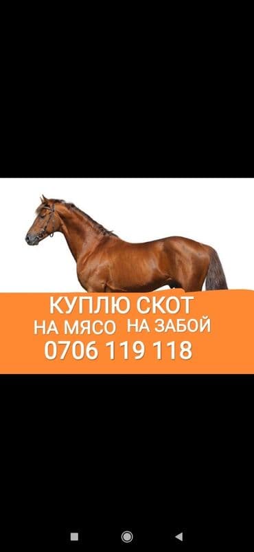 продажа домашних животных: Куплю | Коровы, быки, Лошади, кони, Другие с/х животные | Круглосуточно, Любое состояние, Забитый — 1