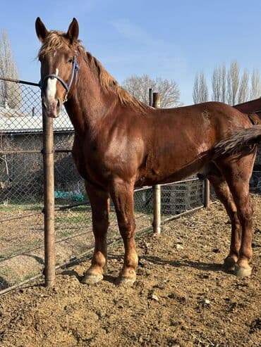 продажа щенков немецкой овчарки с документами в бишкеке: Сатам | Байтал, Жылкы (эркек) | Жумушка — 2