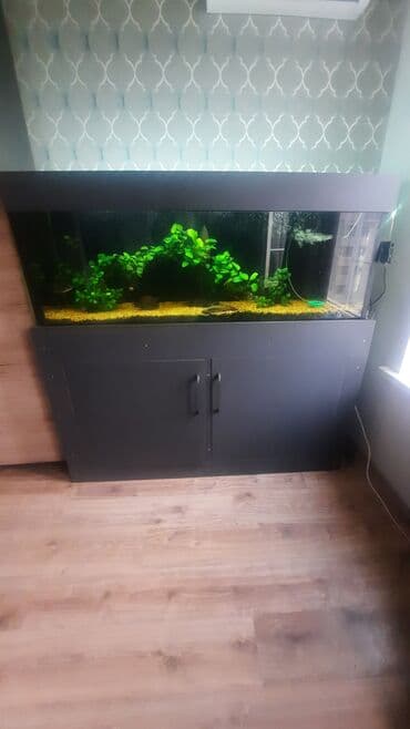 рыба малёк: Продаю запущенный аквариум на 400 л с тумбой в комплекте,из — 8