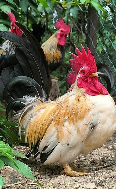 ко шомо: Продам шабо кур петух — 5