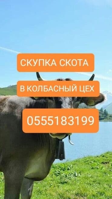 ферма: Сатып алам | Уйлар, букалар, Жылкылар, аттар | Күнү-түнү, Бардык шартта, Союлган