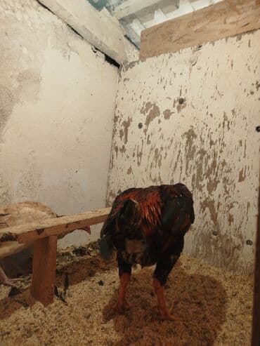 животные в добрые руки: Продоётся — 4