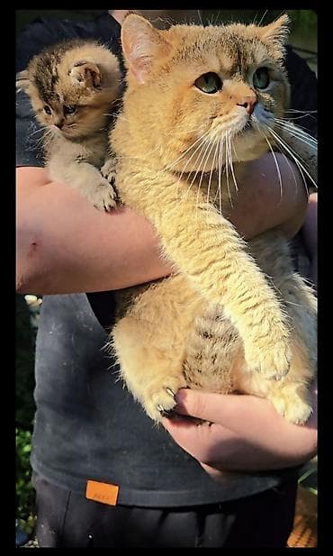 котенок манчкин: Шотландские котята. Scottish fold окрас серебристая шиншилла — 10