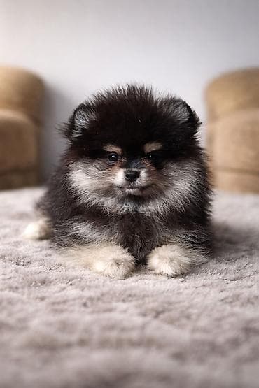 корги собаки: Щенок шпиц (померанский тип), окрас — черно-подпалый (black & — 1